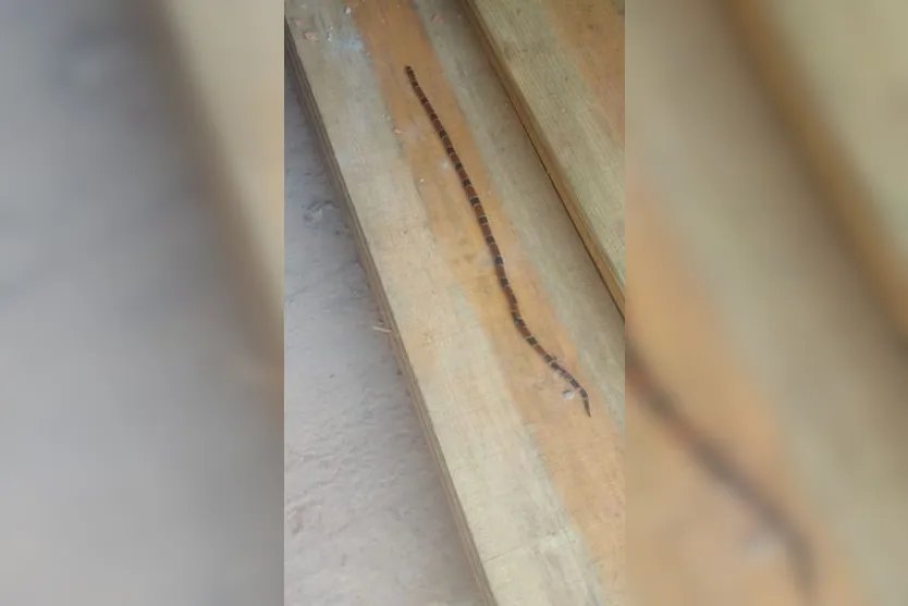 'Invasão' de cobras assusta moradores de Apucarana; vídeo