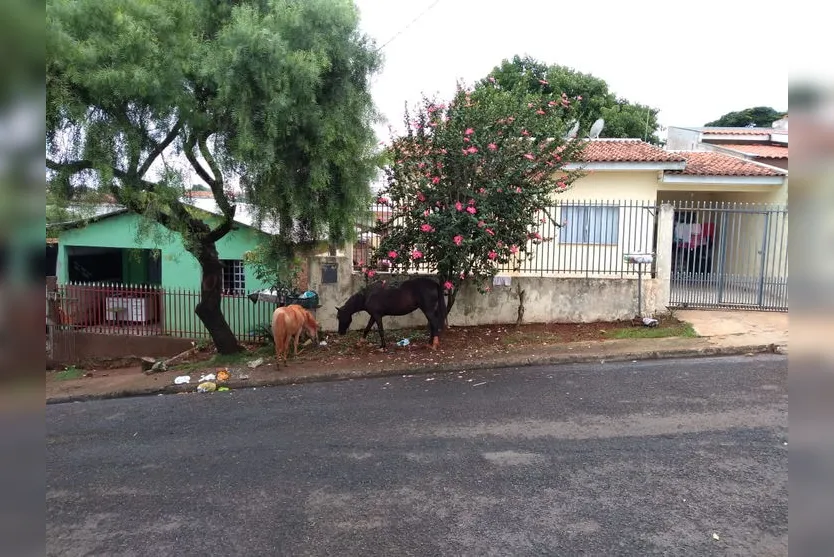 Morador do Dom Romeu reclama de cavalos soltos nas ruas; Vídeo