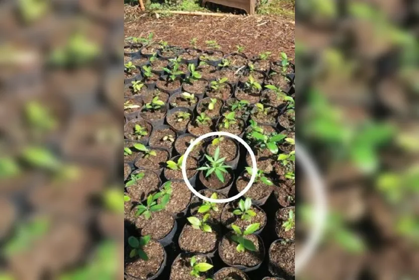 Servidor que plantou maconha em viveiro público no PR é alvo de ação