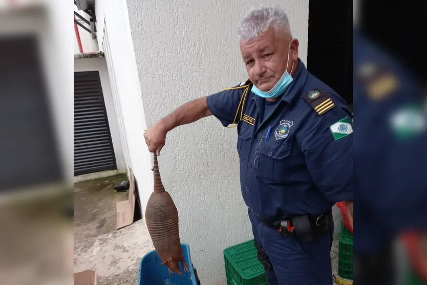 Tatu resgatado em área urbana é solto no Parque da Raposa; vídeo