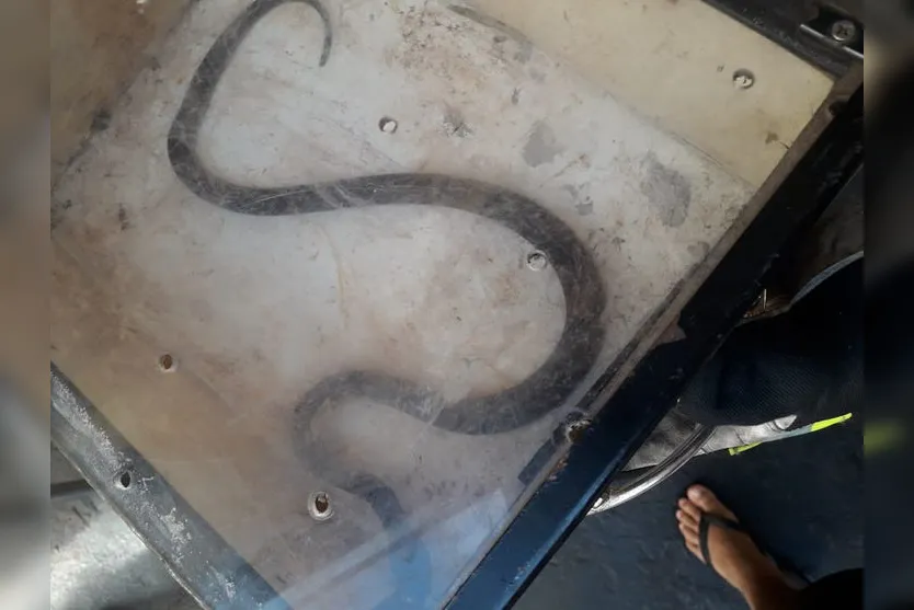 Cobra é capturada dentro de casa pelo Corpo de Bombeiros