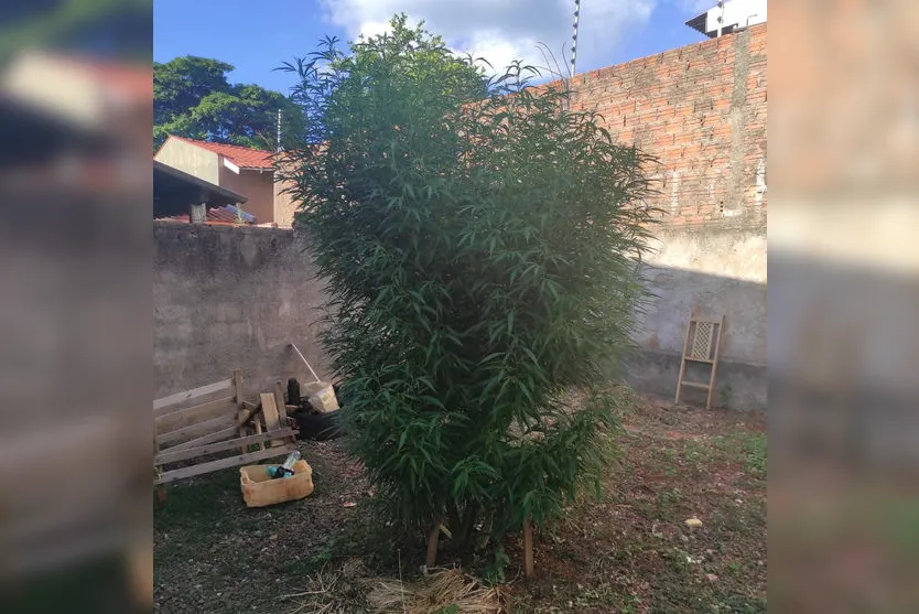 PM de Arapongas encontra pé de maconha de 2,5 metros em quintal