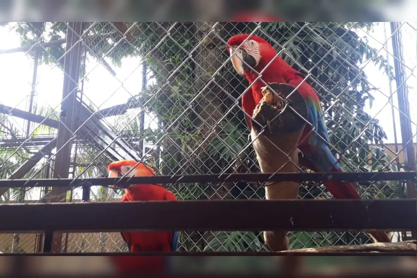 Polícia Ambiental aplica multa de R$73 mil em Arapongas; Vídeo