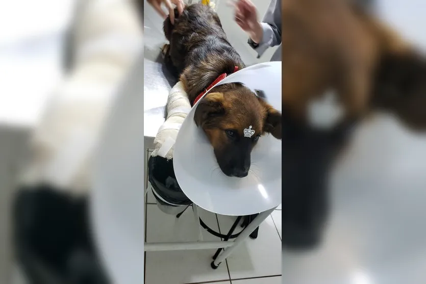 Vizinhos denunciam homem que agrediu cachorro com golpes de facão