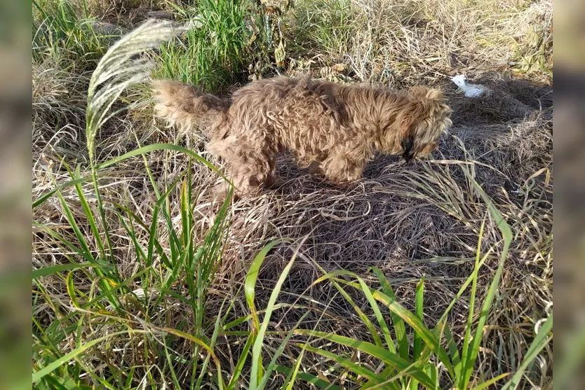 Animal é abandonado em terreno com mato alto; moradores reclamam