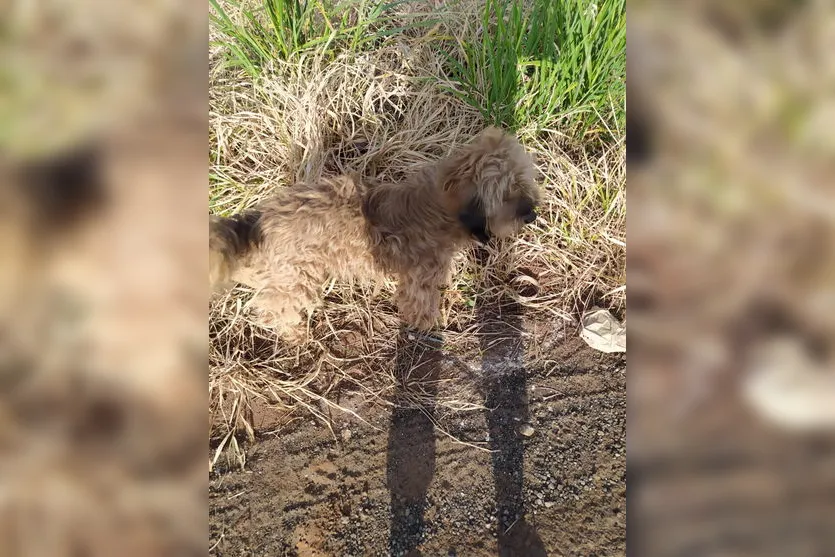 Animal é abandonado em terreno com mato alto; moradores reclamam