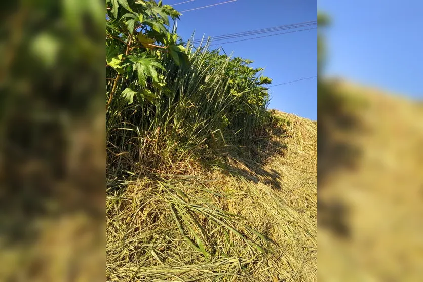 Animal é abandonado em terreno com mato alto; moradores reclamam