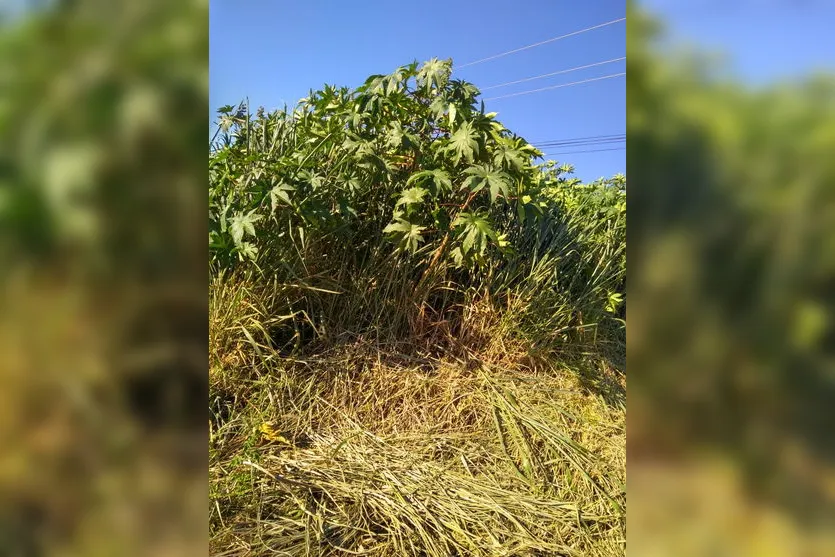 Animal é abandonado em terreno com mato alto; moradores reclamam