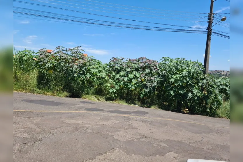 Animal é abandonado em terreno com mato alto; moradores reclamam