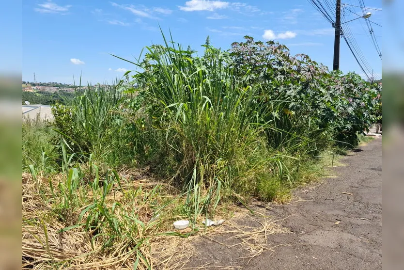 Animal é abandonado em terreno com mato alto; moradores reclamam