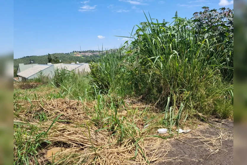 Animal é abandonado em terreno com mato alto; moradores reclamam