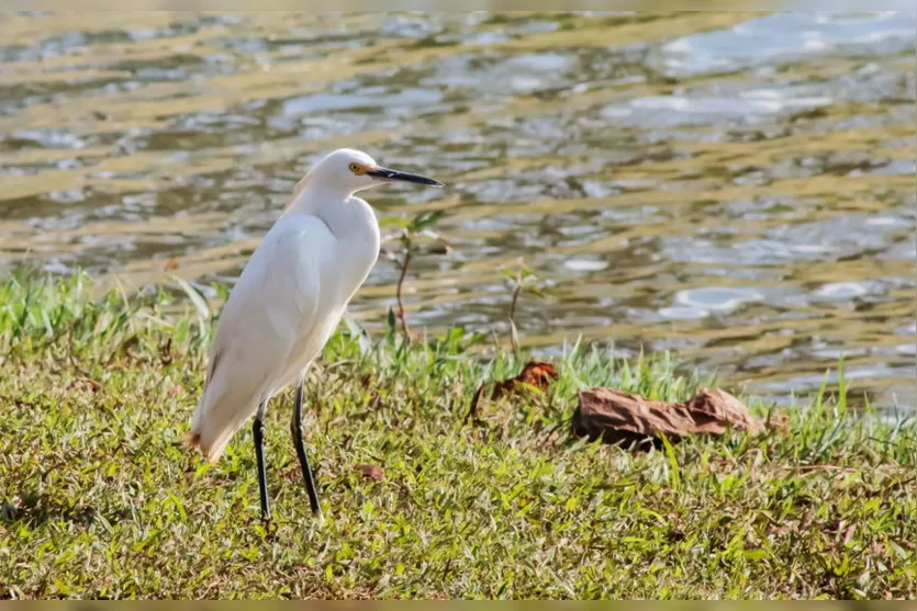 Apucarana reforça fiscalização ambiental no Parque Jaboti