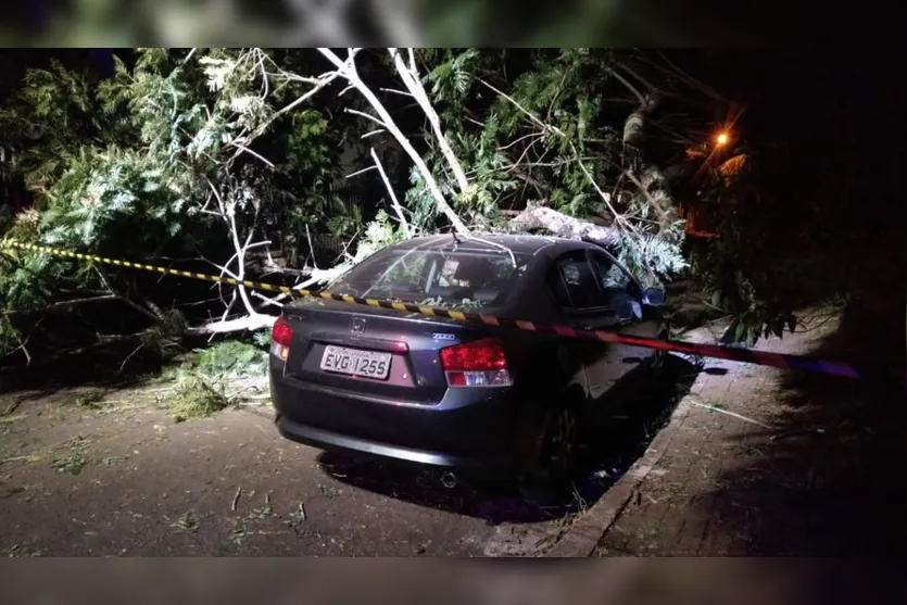 Árvore cai em cima de carros em Apucarana; vídeo