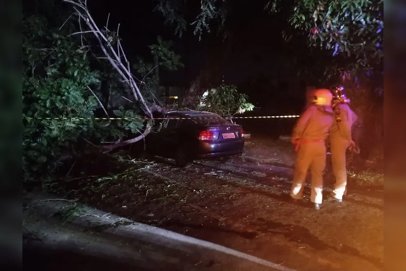 Árvore cai em cima de carros em Apucarana; vídeo