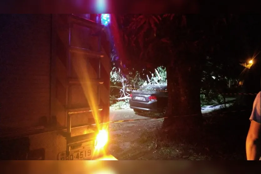 Árvore cai em cima de carros em Apucarana; vídeo