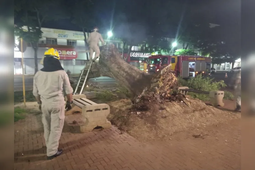 Árvore de grande porte cai no centro de Apucarana; veja