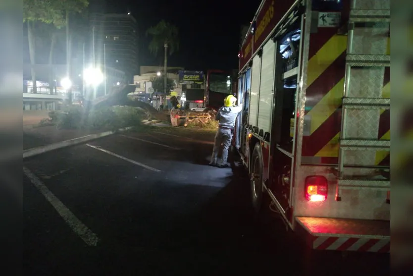 Árvore de grande porte cai no centro de Apucarana; veja