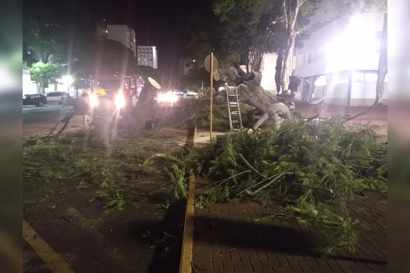 Árvore de grande porte cai no centro de Apucarana; veja