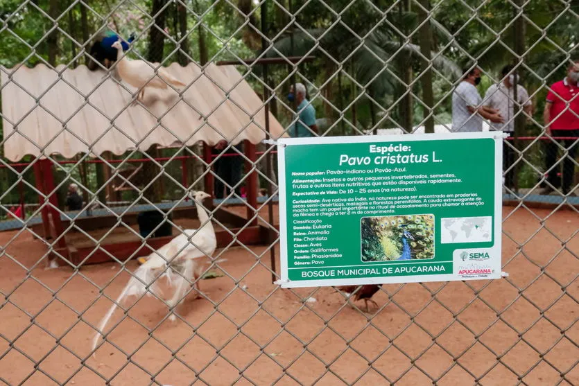 Bosque Municipal reabre nesta quinta-feira