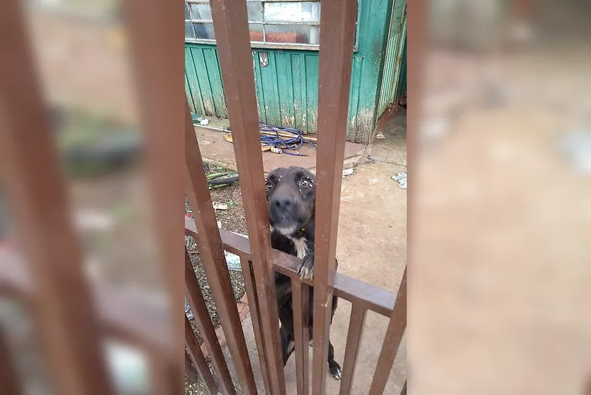 Cachorros infestados de carrapatos são resgatados