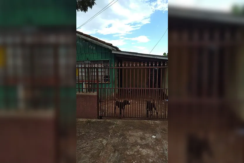 Cachorros infestados de carrapatos são resgatados