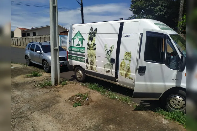 Cachorros infestados de carrapatos são resgatados