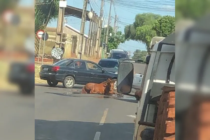 Carro da prefeitura é flagrado puxando cavalos; moradores se revoltam