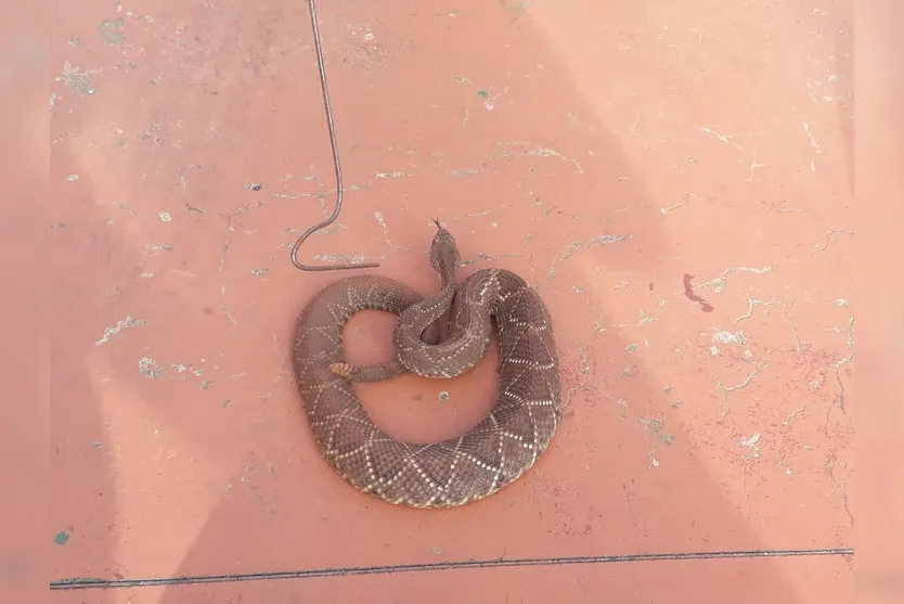 Cascavéis são capturadas na Vila Reis; veja