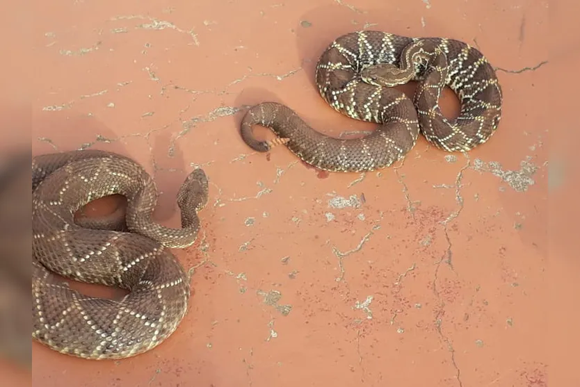 Cascavéis são capturadas na Vila Reis; veja