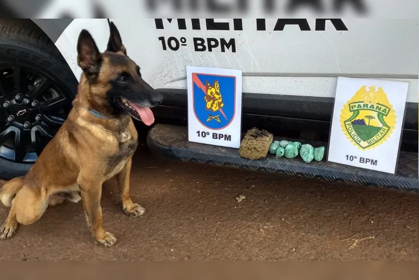 Com apoio de cão de faro, maconha e dinheiro são apreendidos pela PM