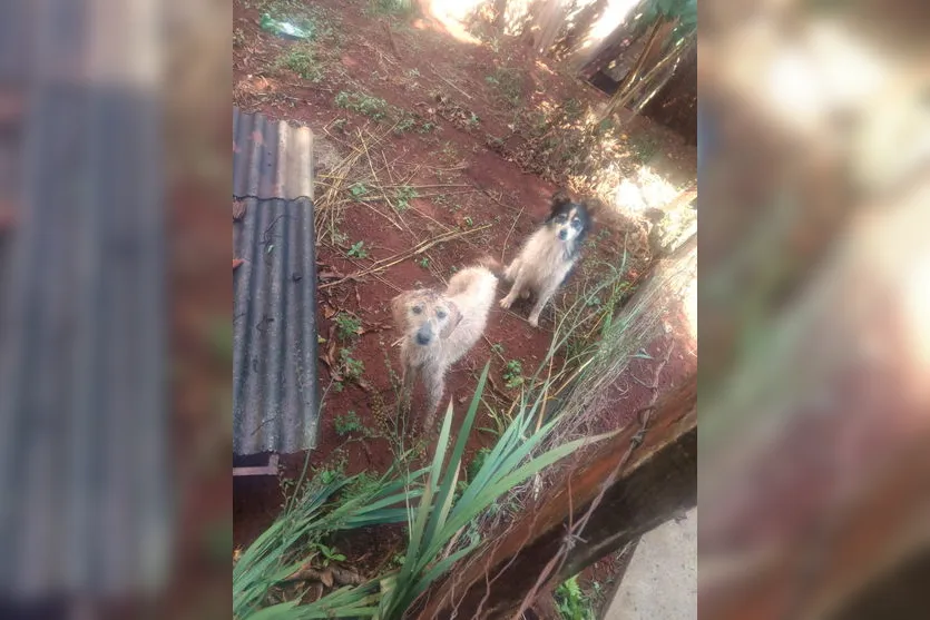 Denúncia: três cachorros são abandonados na Vila Reis; Vídeo