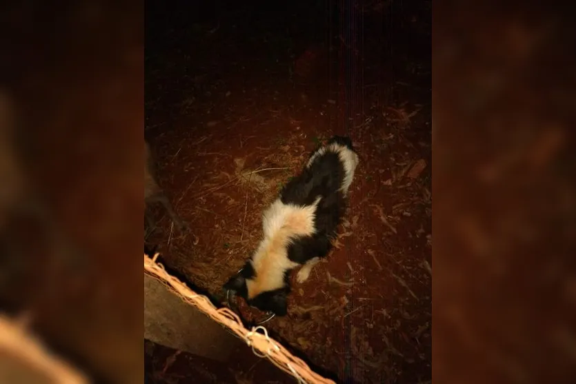 Denúncia: três cachorros são abandonados na Vila Reis; Vídeo