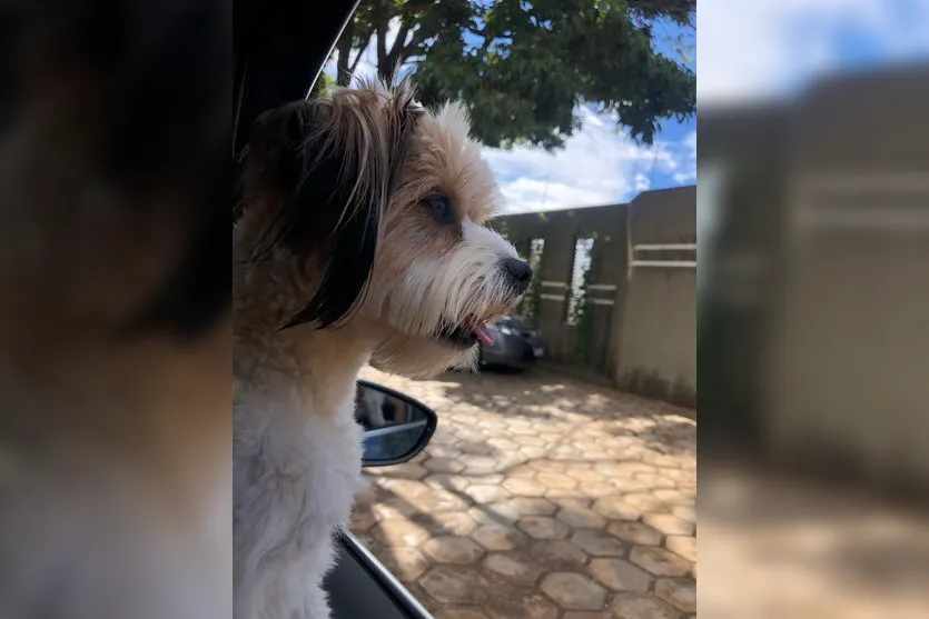 Família de Apucarana pede ajuda para encontrar cachorrinha