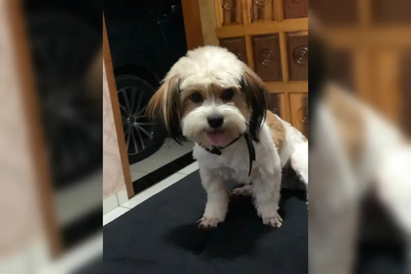 Família de Apucarana pede ajuda para encontrar cachorrinha