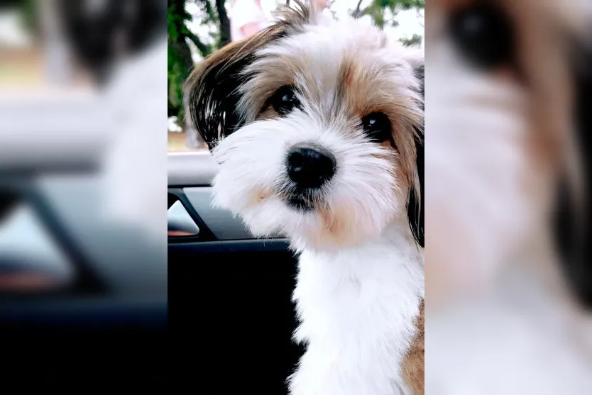 Família de Apucarana pede ajuda para encontrar cachorrinha