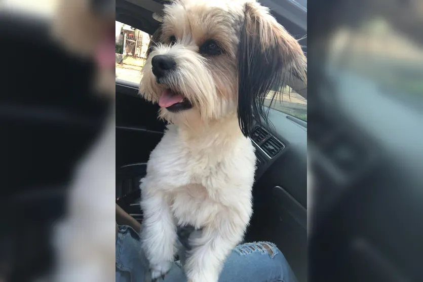 Família de Apucarana pede ajuda para encontrar cachorrinha