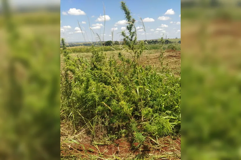 GM apreende pé de maconha com quase 2 metros de altura