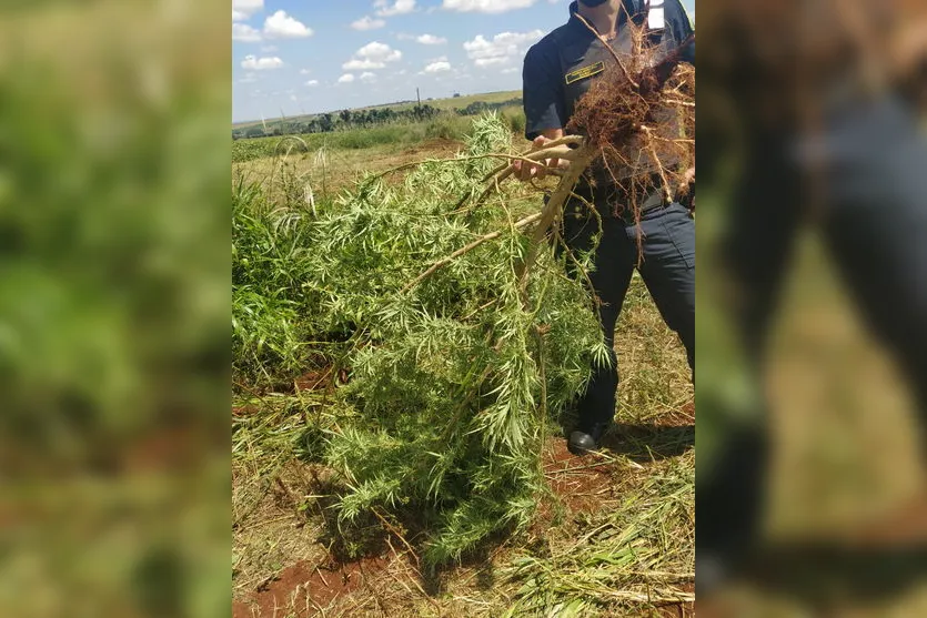 GM apreende pé de maconha com quase 2 metros de altura