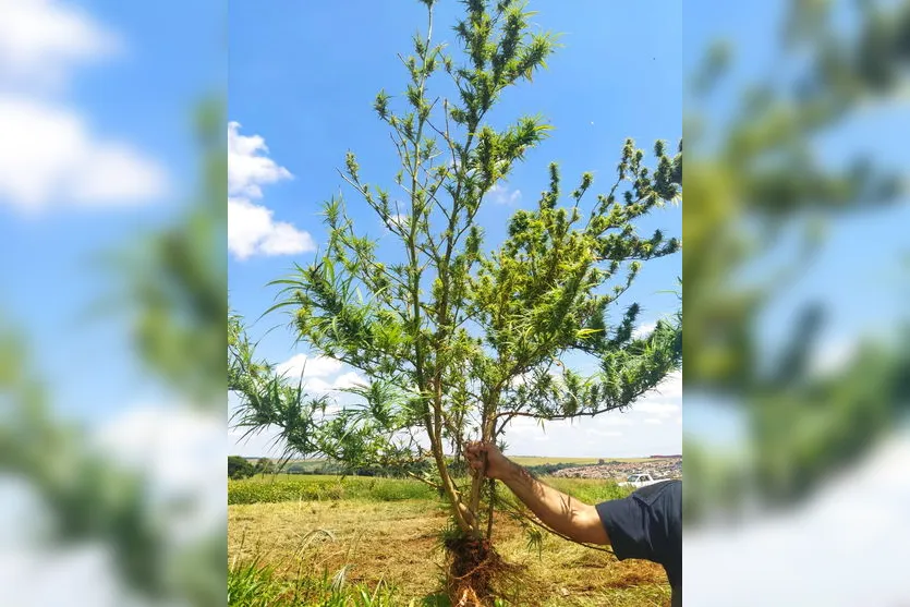 GM apreende pé de maconha com quase 2 metros de altura