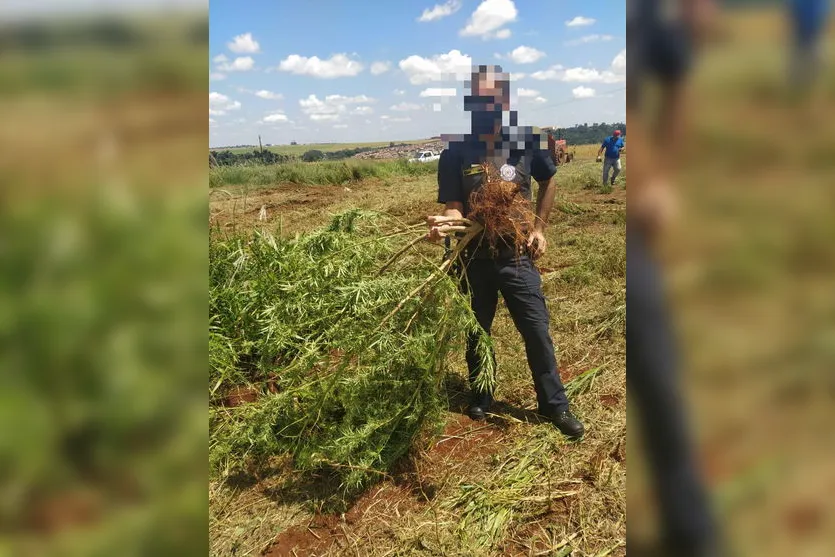 GM apreende pé de maconha com quase 2 metros de altura