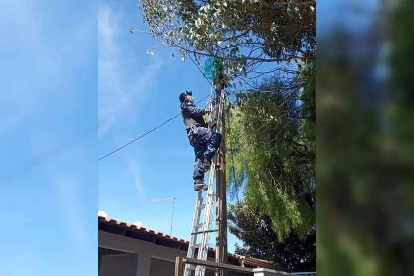 Guarda Ambiental salva gato em situação de risco; Assista