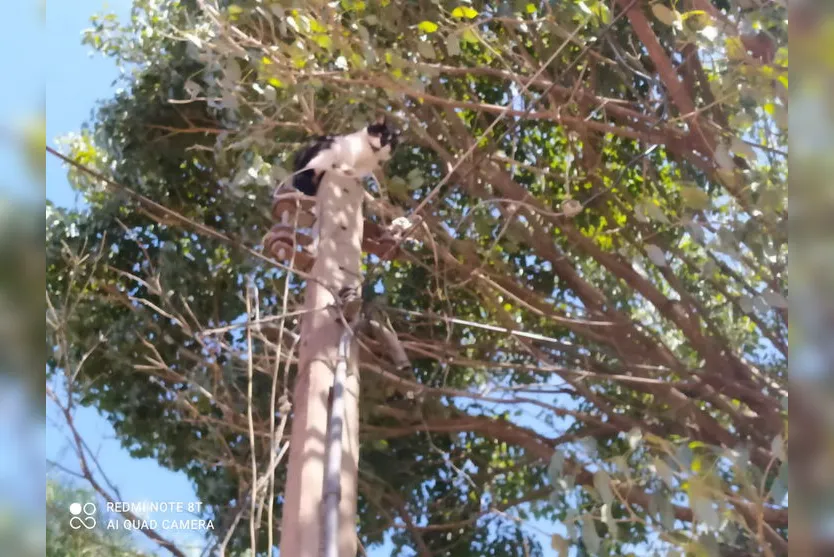 Guarda Ambiental salva gato em situação de risco; Assista