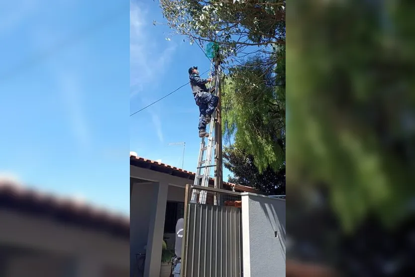 Guarda Ambiental salva gato em situação de risco; Assista