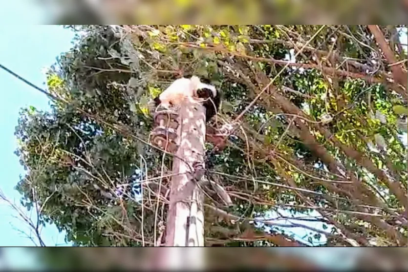 Guarda Ambiental salva gato em situação de risco; Assista