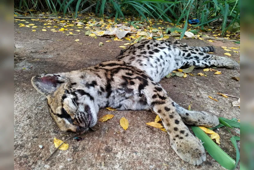 Jaguatirica é encontrada morta na entrada do Solo Sagrado; veja