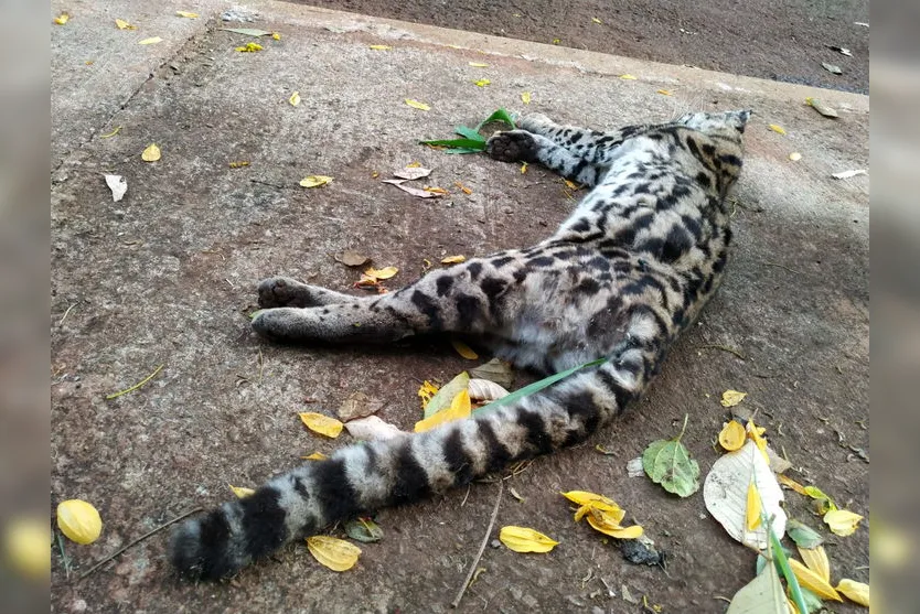 Jaguatirica é encontrada morta na entrada do Solo Sagrado; veja