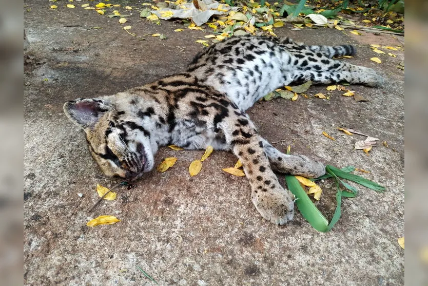 Jaguatirica é encontrada morta na entrada do Solo Sagrado; veja