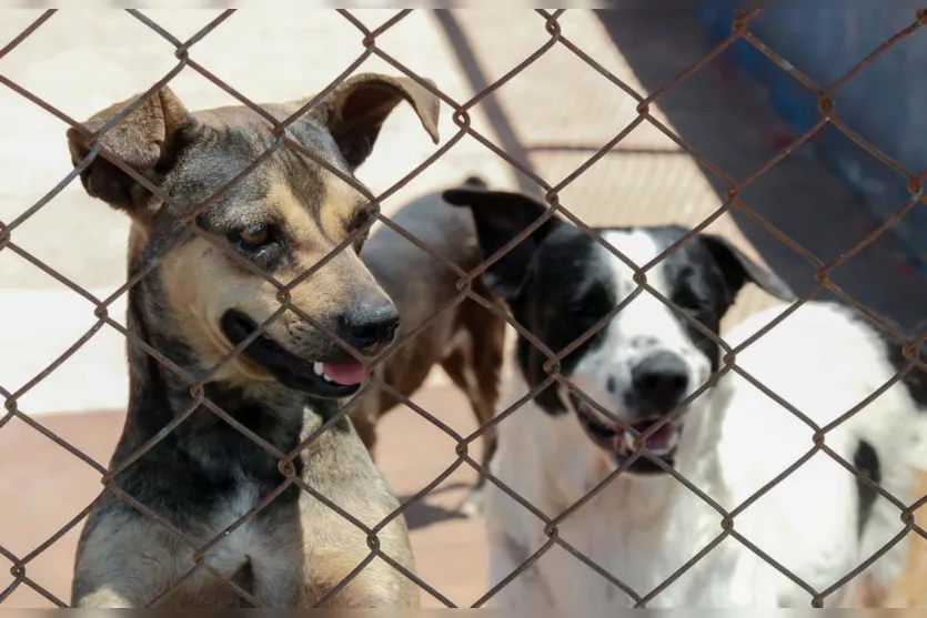 “Mais Vida Animal” tem 76 castrações e 71 resgates