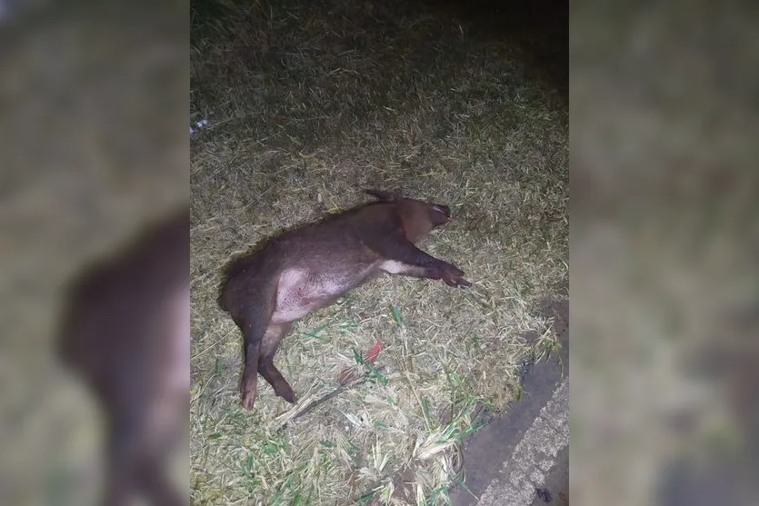 Motorista capota carro após atropelar javalis na PR-445