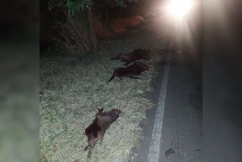 Motorista capota carro após atropelar javalis na PR-445